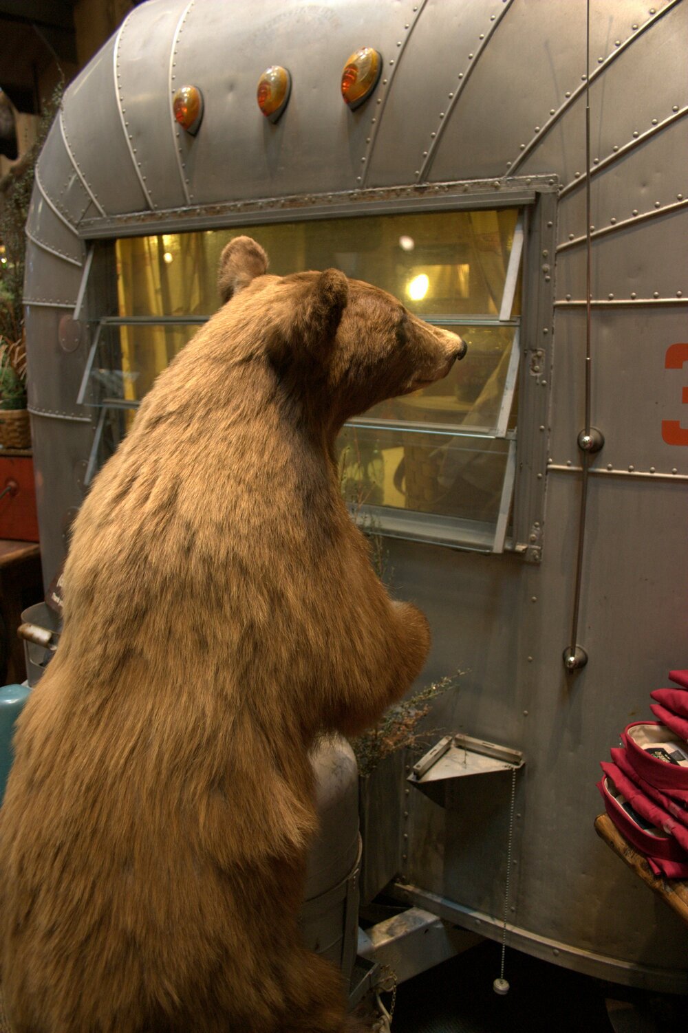 bear_trailer
